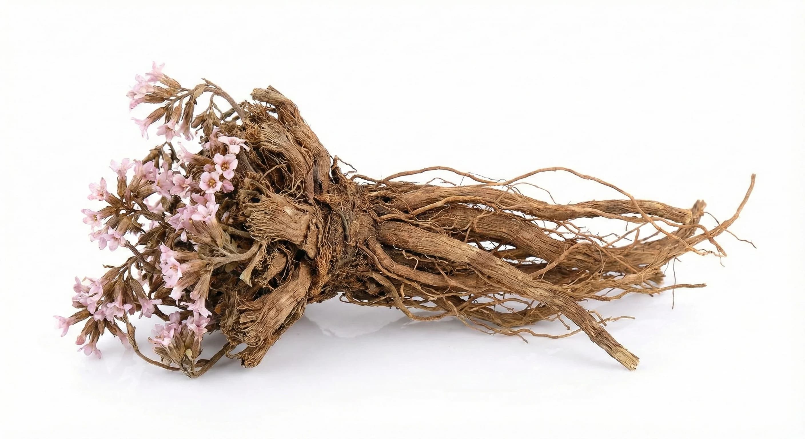 Jatamansi Extract