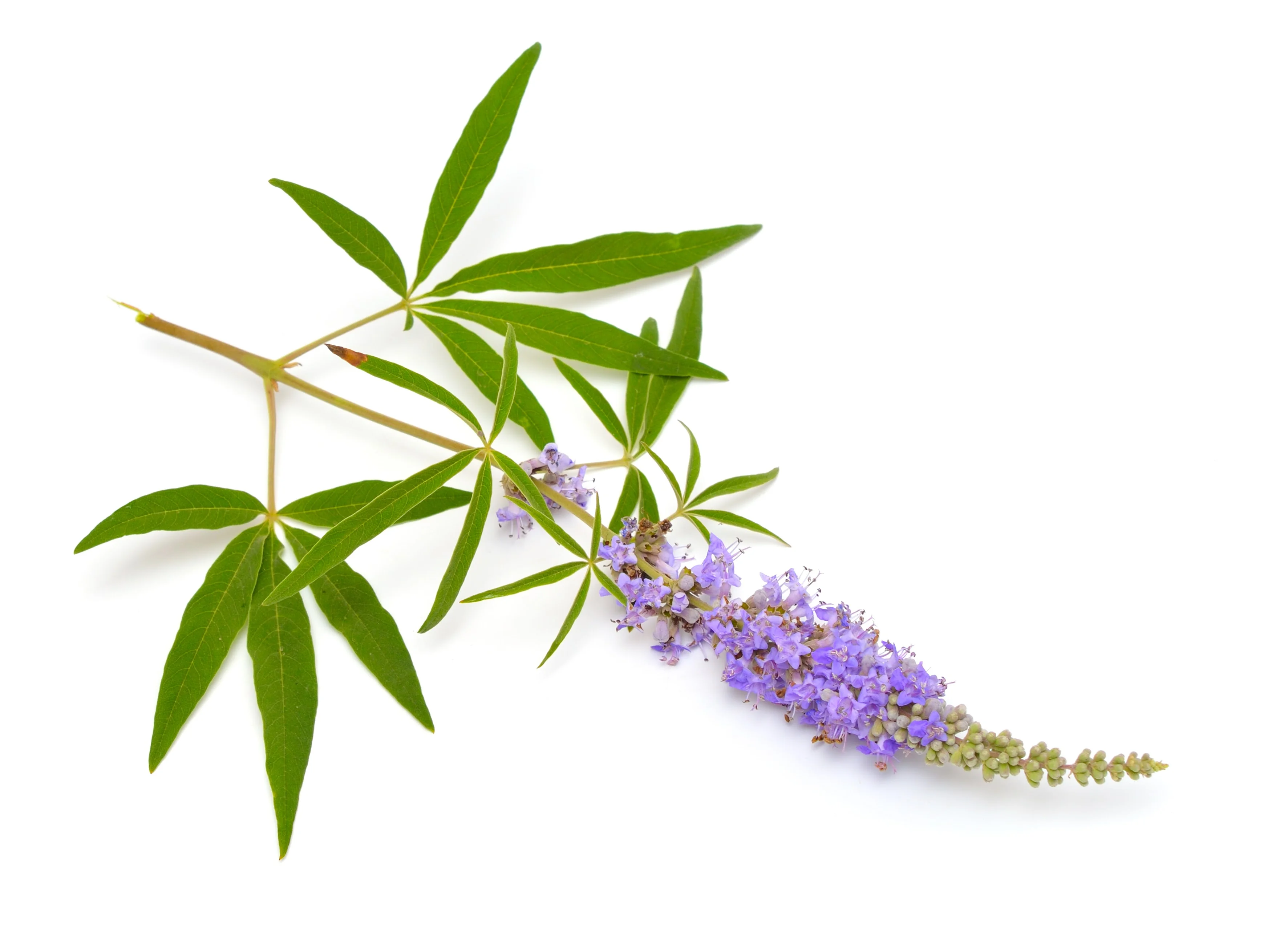Vitex Agnus-Castus (Chasteberry)
